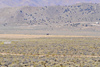 Reno2010_10674t