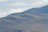 Reno_2010_31137ct