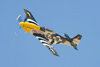 Reno_2010_11427t