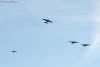 OSH-05_4284t.jpg