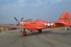 p63-2t.jpg