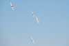 Reno_2014-53154t.jpg