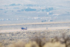 Reno_2014-75838t.jpg