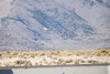 Reno_2014-64947t.jpg