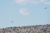 Reno_2014-75851t.jpg